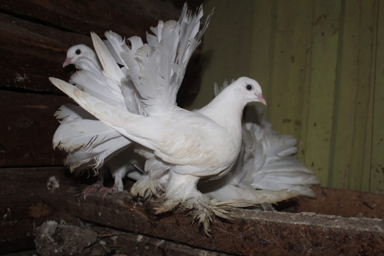 WhatsApp Image 2021-06-01 at 12.28.49 (1)