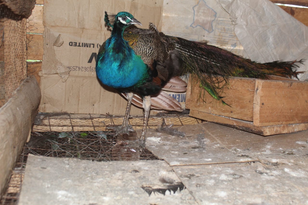 WhatsApp Image 2021-06-01 at 12.28.50 (1)