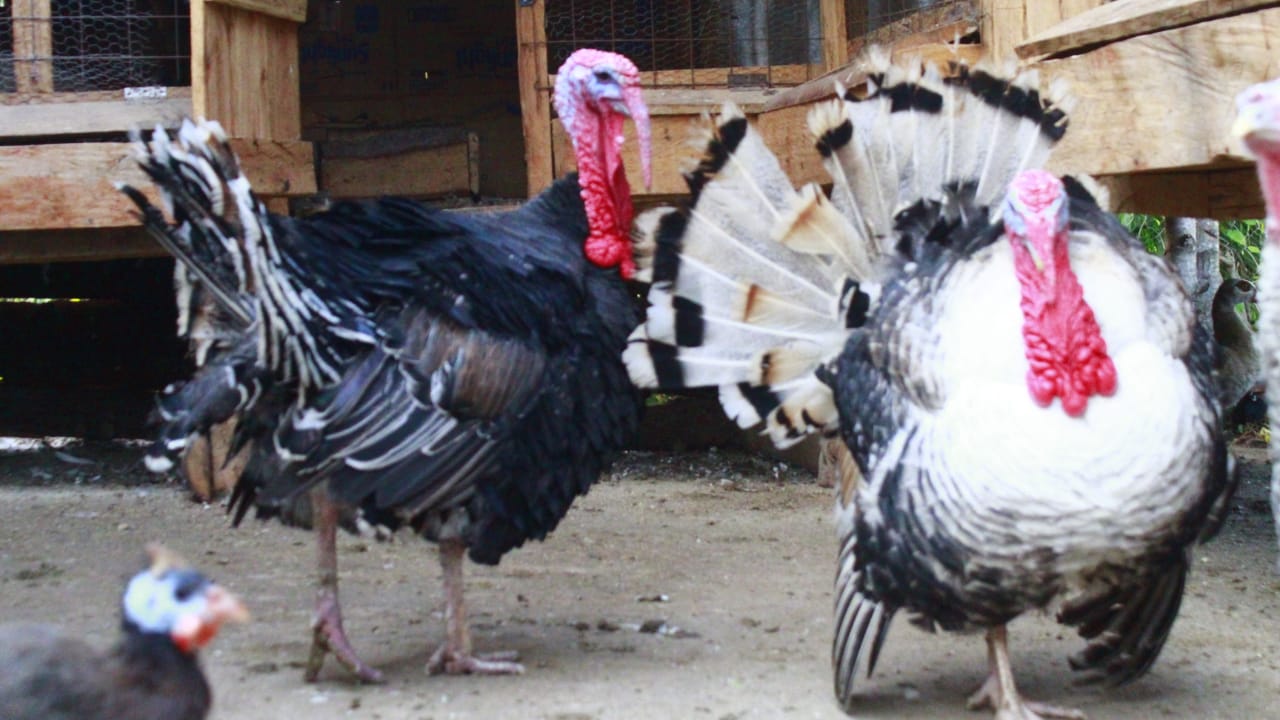 WhatsApp Image 2021-06-01 at 12.28.51 (1)