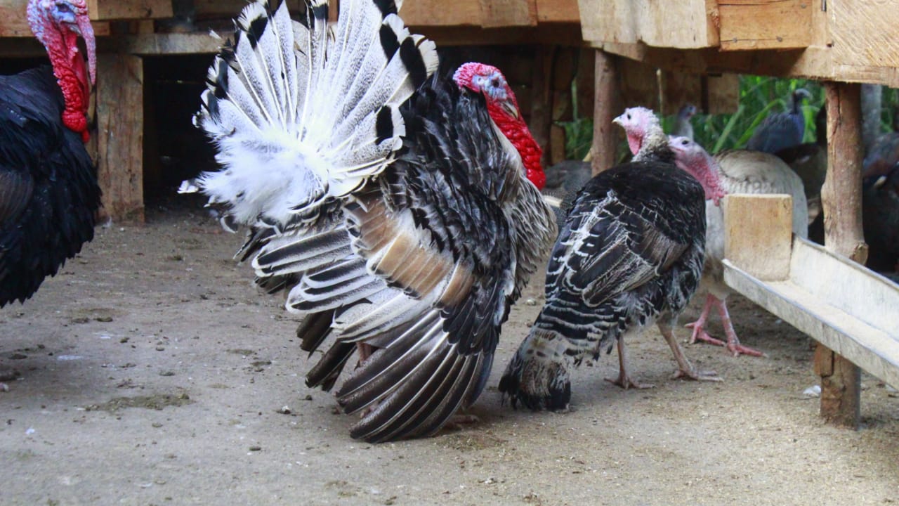 WhatsApp Image 2021-06-01 at 12.28.52