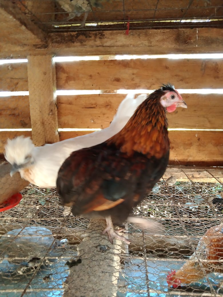 WhatsApp Image 2021-06-01 at 12.32.51