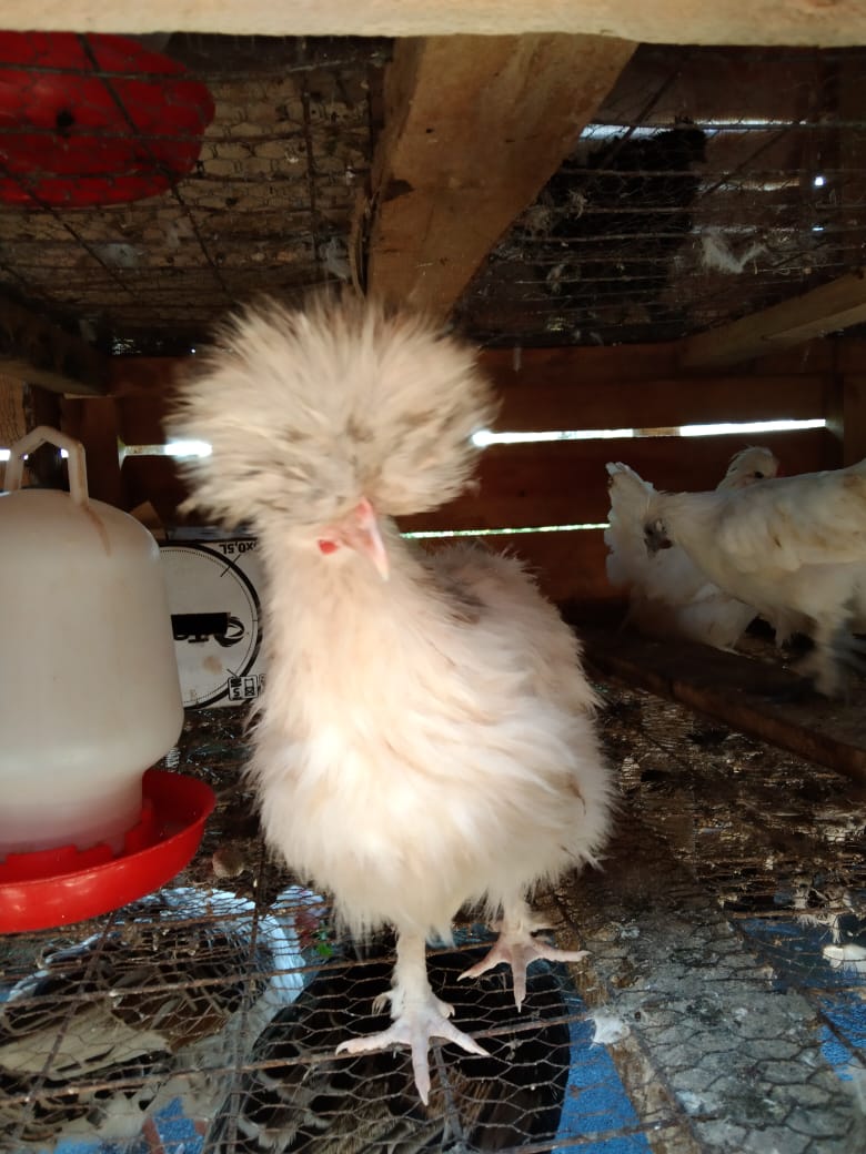 WhatsApp Image 2021-06-01 at 12.33.00