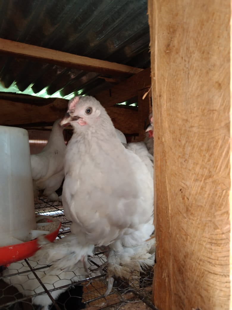 WhatsApp Image 2021-06-01 at 12.33.04