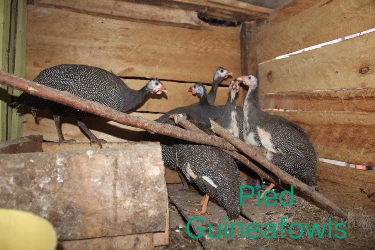 WhatsApp Image 2021-06-08 at 19.22.18