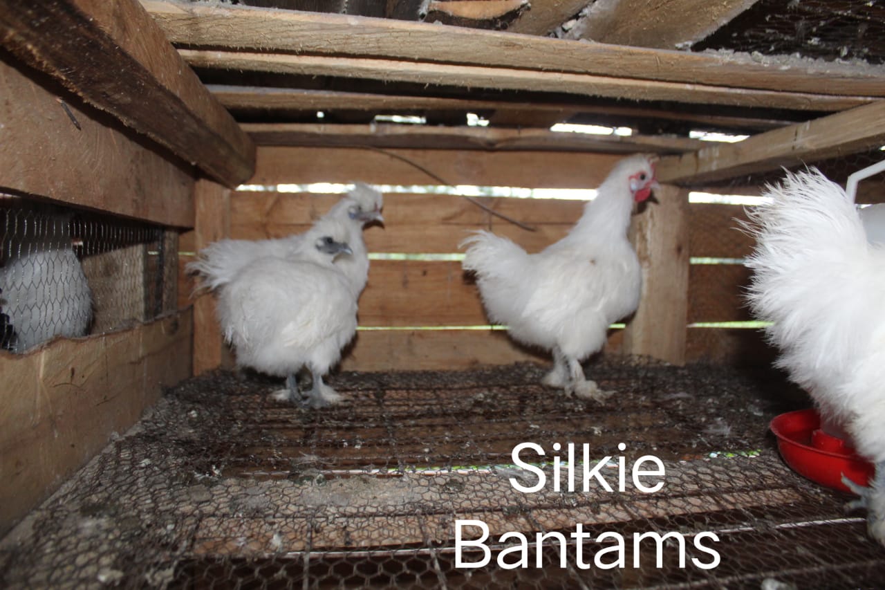 WhatsApp Image 2021-06-08 at 19.22.19