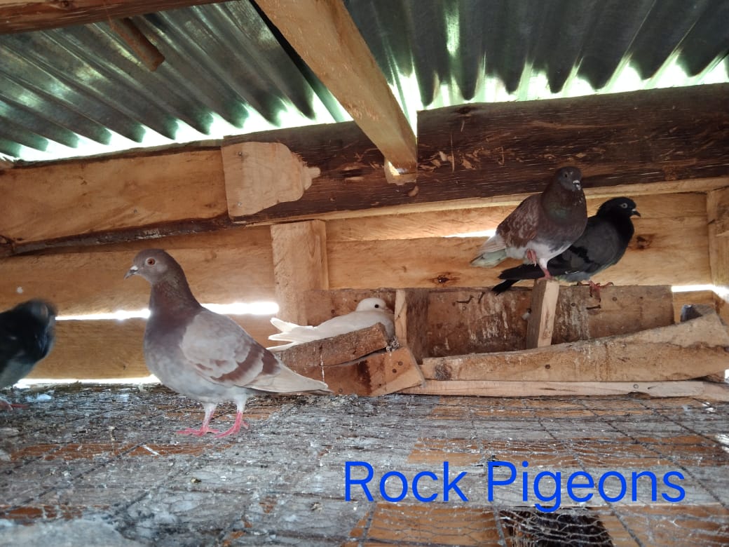 WhatsApp Image 2021-06-11 at 12.09.09 (2)