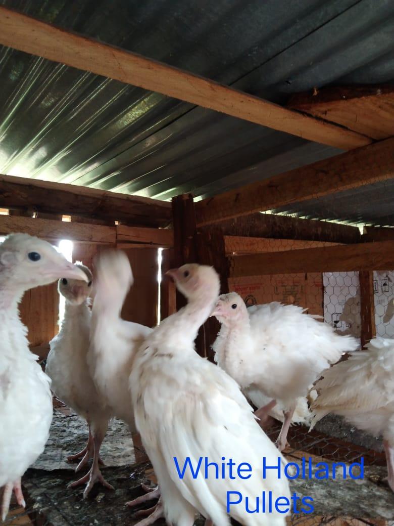 WhatsApp Image 2021-06-11 at 12.09.09